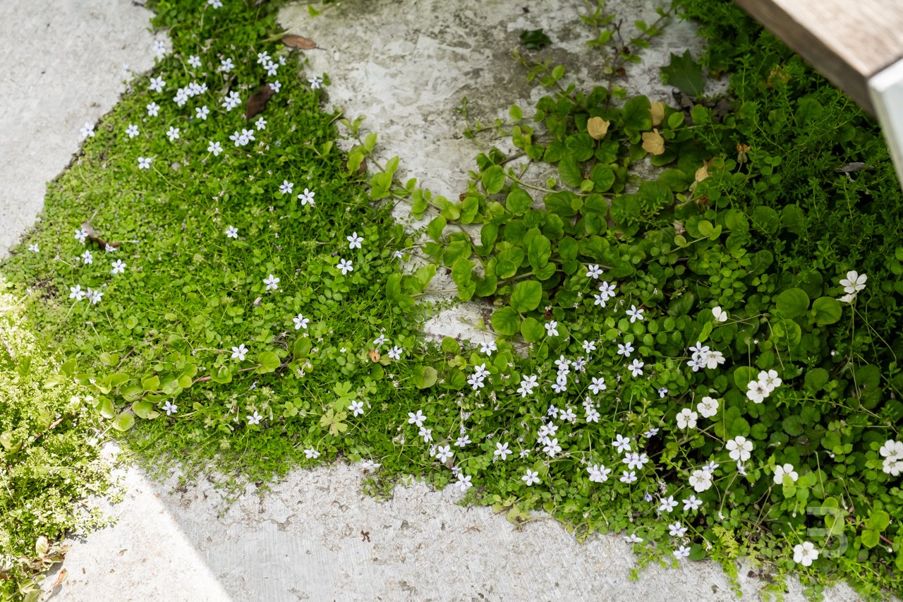 Afbeelding project Stadstuin in een oase van groen