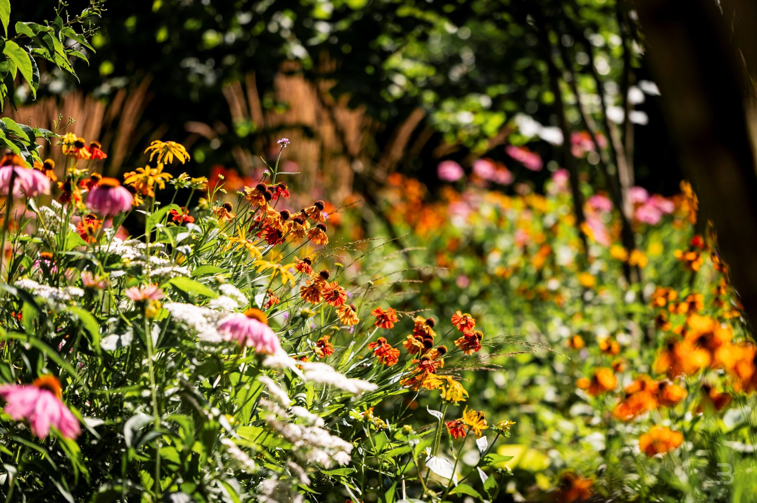 Slideshow image 5